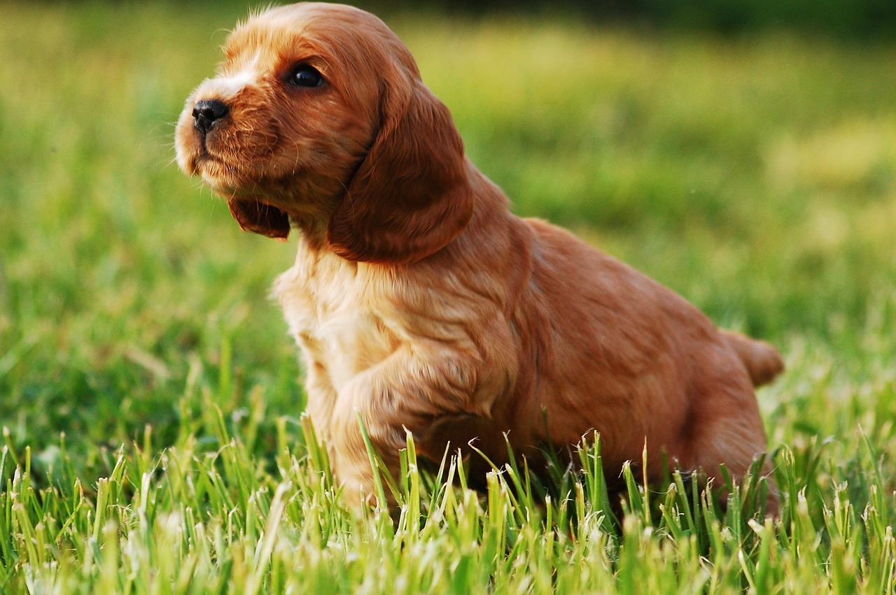 Clumber Spaniel