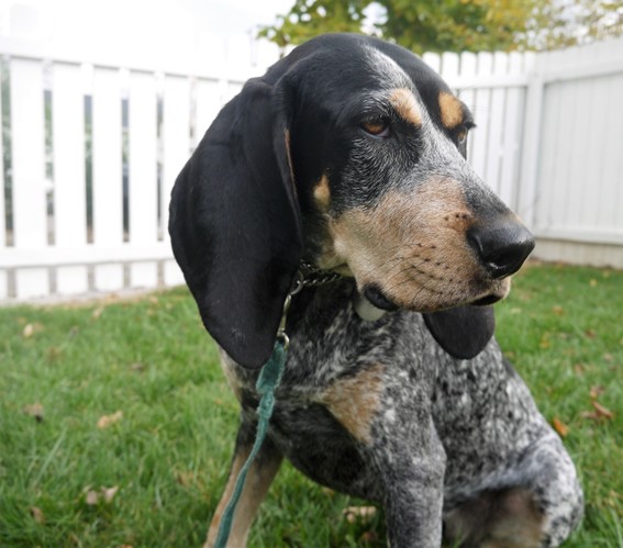 American English Coonhound