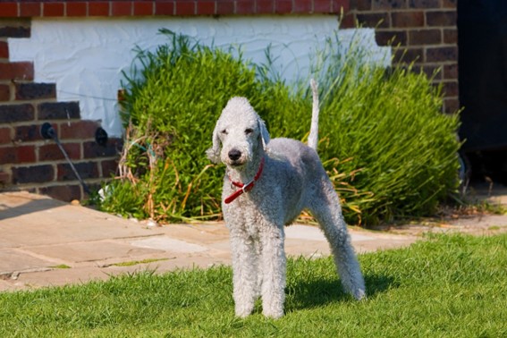 Bedlington terrier