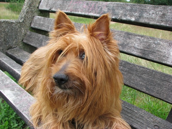 Terrier australiano